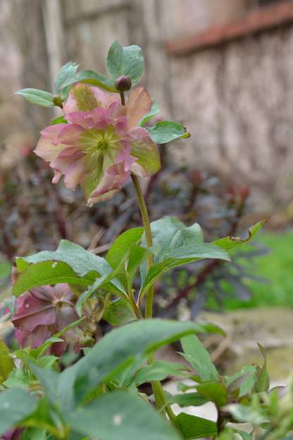 orientalis 'Double Ellen Pink' 2018 01