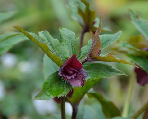 orientalis 'Double Ellen Purple' 9991