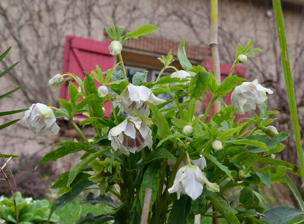 orientalis 'Double Ellen White Spotted' 2018 01