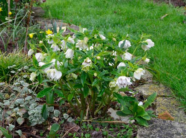 orientalis 'Double Ellen White Spotted' 2020 02