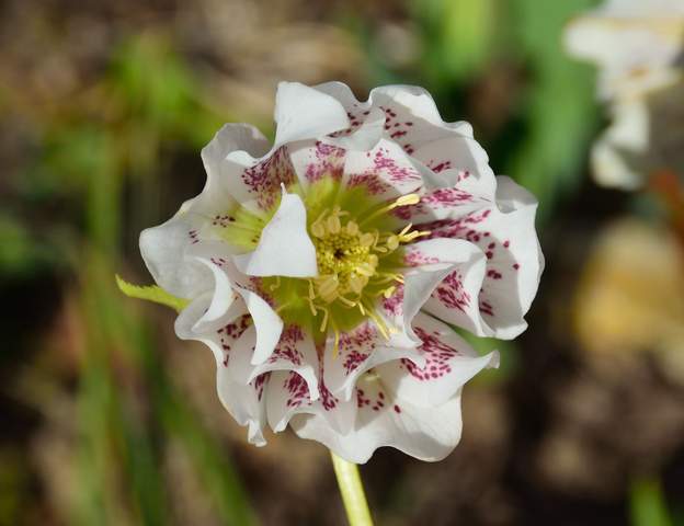 orientalis 'Double Ellen White Spotted' 9999 Double blanc et tacheté de rouge, comme son nom l'indique.