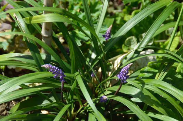Liriope muscari 'Big Blue' 2016 08 Rapportée d'Allemagne en avril 2016. En allemand : 