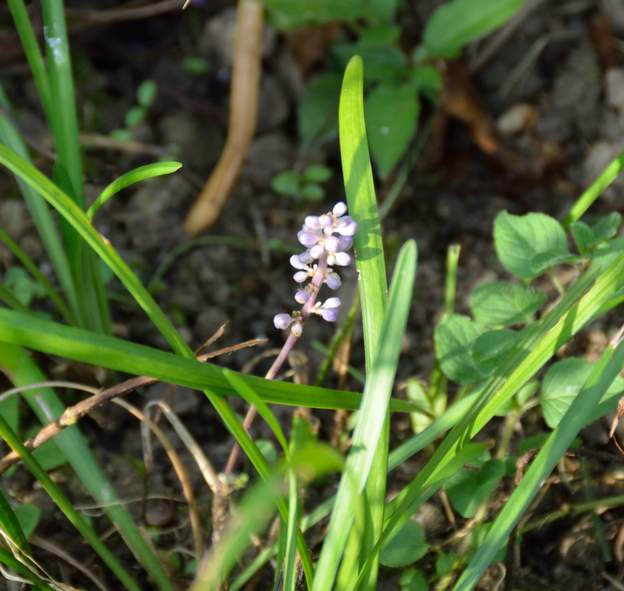 Liriope muscari 'X' 2018 09 Donnée par un couple de visiteurs en 2017. Actuellement dans la nouvelle partie centrale du massif rose.