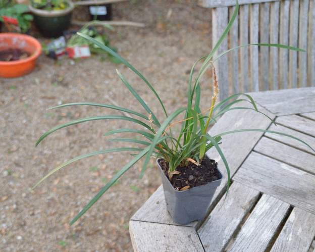 Liriope muscari xx 2019 10 Cultivar inconnu, acheté chez Truffaut en octobre 2019. Fleurs roses ?