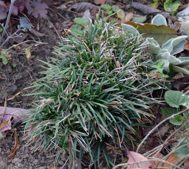 Ophiopogon japonicus 'Nana' 2019 10