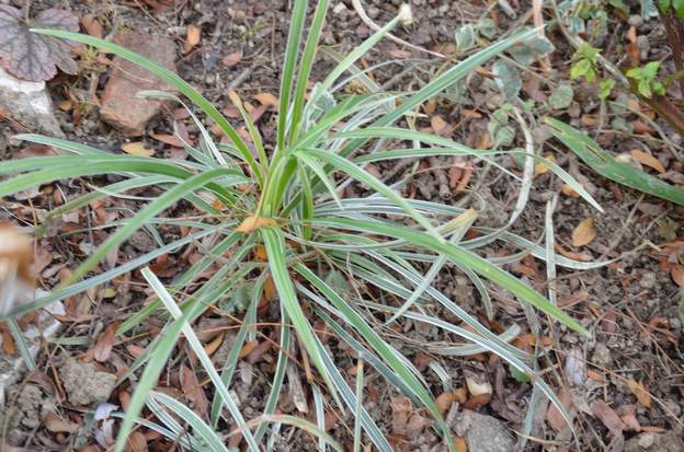 Ophiopogon japonicus 'Variegata' Ophiopogon japonicus 'Kijimafukiduma'. En gros un ophiopogon panaché. Il ne garde pas ses feuilles en hiver, il est un peu crevard ; en 2018 il est toujours là,...