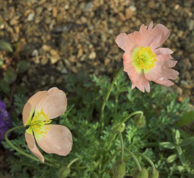 Papaver alpinum