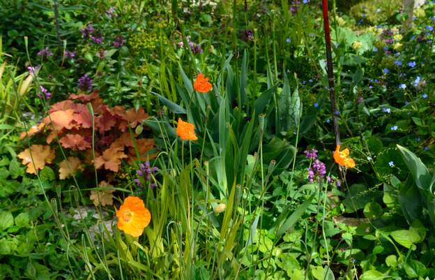 Papaver atlanticum 3