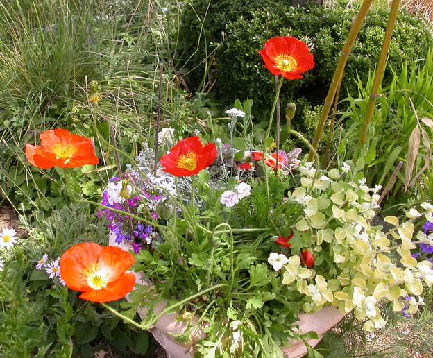 Papaver nudicaule 1 le pavot d'Islande, une vivace mais traitée comme une annuelle contrairement aux autres. on n'a jamais réussi à l'acclimater autrement qu'en pot, sans qu'il se...
