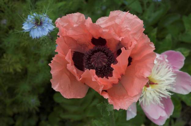 Papaver orientalis 'Prinzessin Viktoria Luise'
