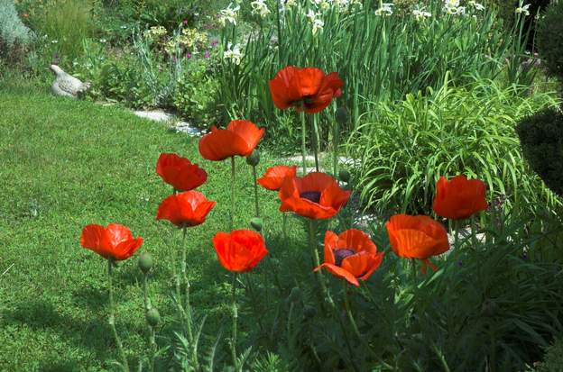 Papaver orientalis 1