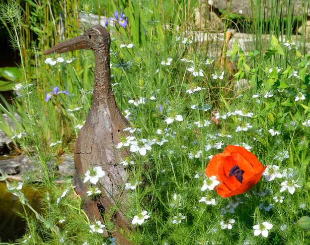 Papaver orientalis 5