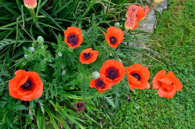 Papaver orientalis 6