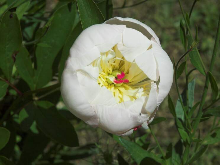 Pivoines