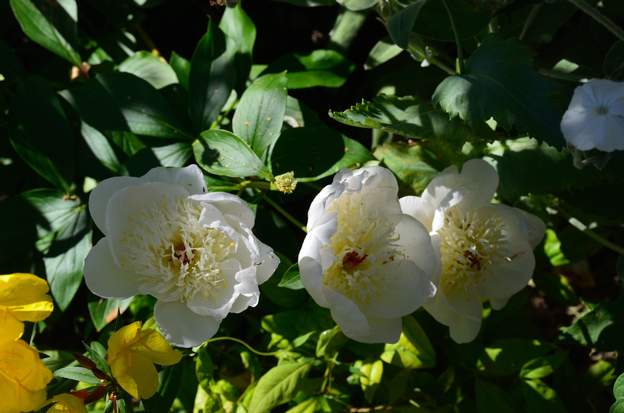'festiva maxima'2016 06