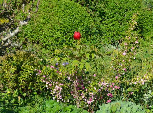 arbustive rouge 2017 Toujours une seule fleur, cossarde ! sur fond de Prunus glandulosa 'Sinensis rosea'.
