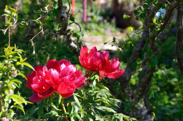 arbustive rouge 2020 DEUX fleurs ! miracle.