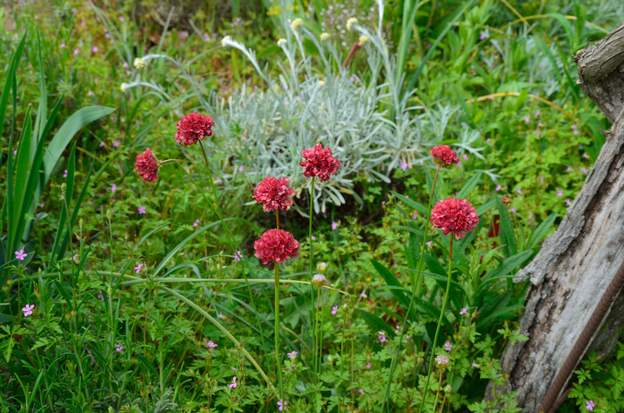 Armeria pseudarmeria 'Ballerina Red' 2019 05