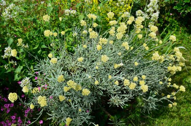 Helichrysum orientale