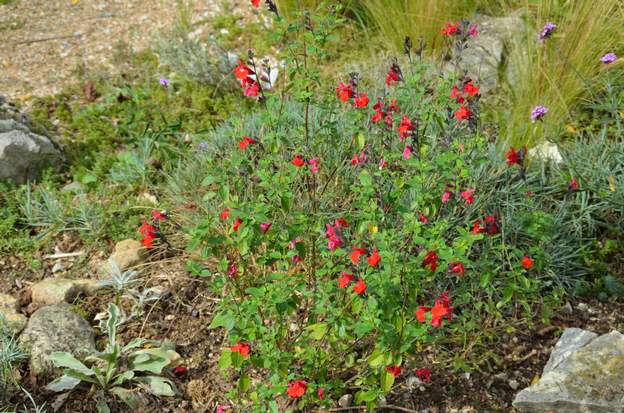 Salvia microphylla 2017 10 C'est la sauge de Graham , originaire du Mexique, plante médicinale comme la plupart des sauges. Il en existe des centaines d'espèces différentes... Elle se...