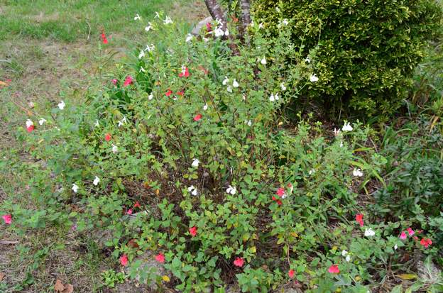 Salvia microphylla 'Hot Lips' 2022 10 Été très sec, puis pluie en septembre, elle repart, mais les fleurs sont soit blanches soit rouge ! curieux.