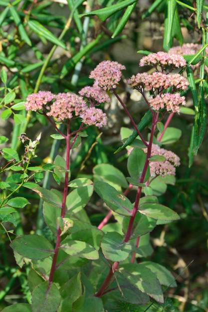Sedum spectabile 'Matrona' 1 Tige rouge, feuille vertes à nervure rouge.