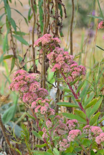 Sedum spectabile x1-1 On a quelques spectabile que nous ne connaissons pas ; vu le nombre de cultivars qui existent, il y a peu de chances de les reconnaitre.