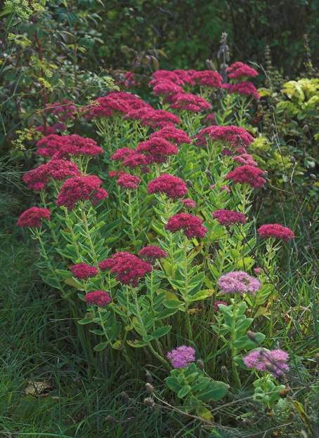 sedum matrona et spectabile Les deux sedum ensemble. Très joli.