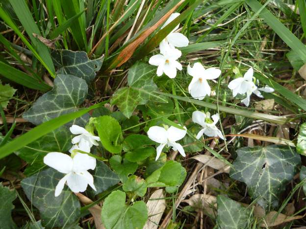 Viola odorata blanche 1