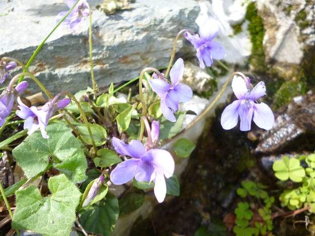 Viola reichenbachiana (2)