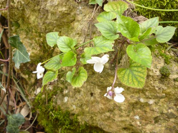 viola odorata éperon violet Elle est blanche, mais son éperon est violet.