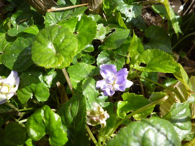 violette de Toulouse (2)