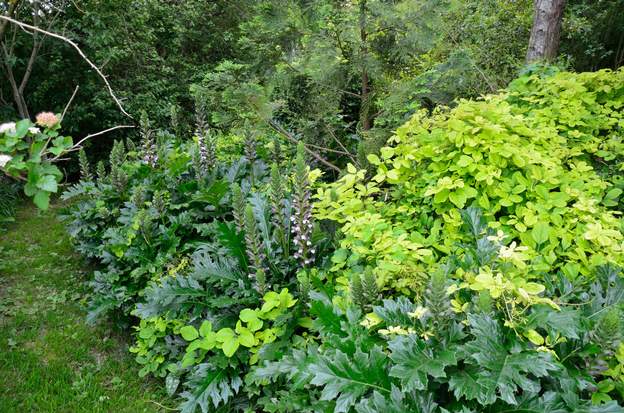 Acanthus mollis 2