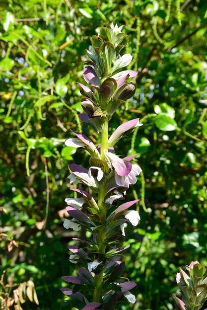 Acanthus mollis 9980