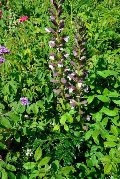 Acanthus spinosus 2020 06 L' Acanthe épineuse . Elle ressemble énormément à sa cousine, les feuilles sont cependant différentes, plus épineuses. Originaire de Grèce.
