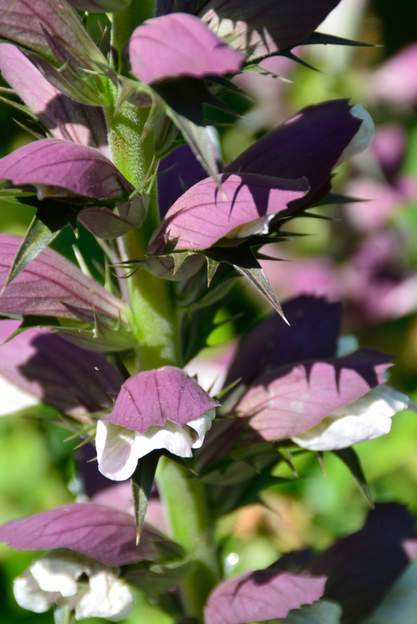 Acanthus spinosus 2022 06 Elle pique si on la caresse ! comme sa cousine une plante de terrain sec.