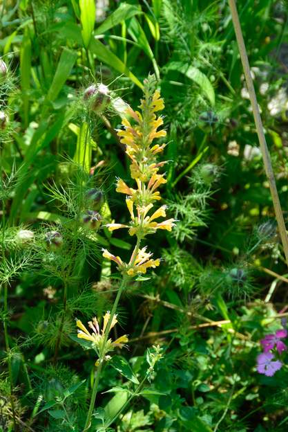 Agastache aurantiaca 'Apricot Sprite' 2022 06 Aussi nommée Hysope orange anisé . C'est une plante aromatique, combinaison d'anis et de menthe. Nous l'avons depuis des années, mais elle avait toujours refusé...