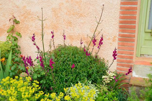 Antirrhinum majus (1)