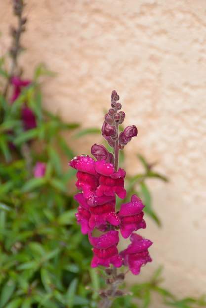 Antirrhinum majus (2)