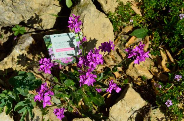 Arabis blepharophylla 2021