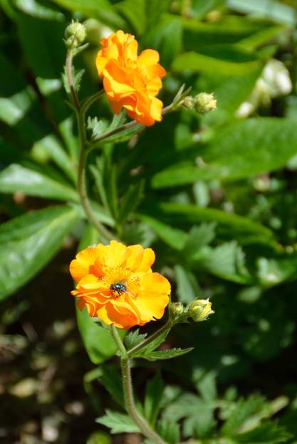 Benoite orange 2019 05 Achetée à Revel en 2018. Pas de nom de cultivar.