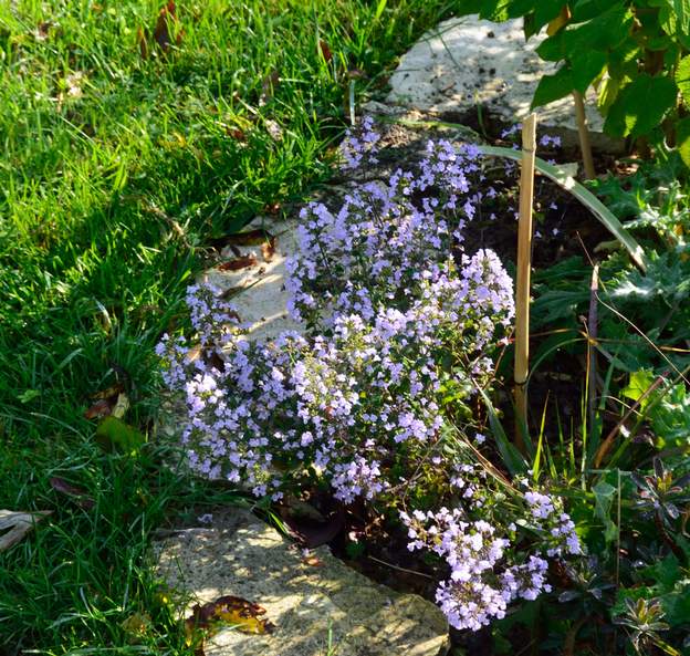 Calamintha nepeta 2020 10