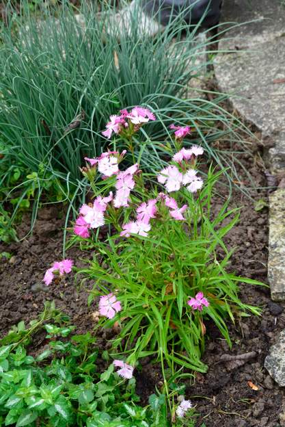 Hybride 'Rockin Pink Magic' 2021 09 C'est un hybride d'oeillet de poète ( Dianthus barbatus ) et de Chine ( Dianthus chinensis ). Il devrait bien tenir.