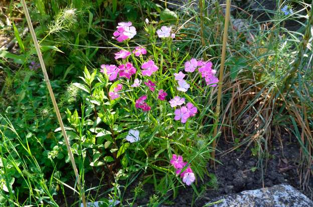 Hybride 'Rockin Pink Magic' 2022 06