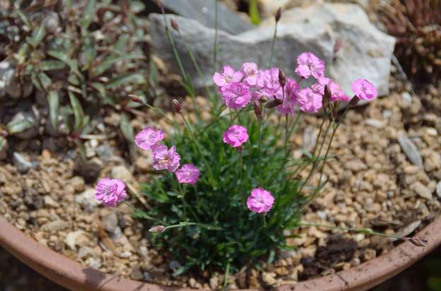 caesius 2016 05 Cet oeillet n'a pas supporté un été bien trop chaud.
