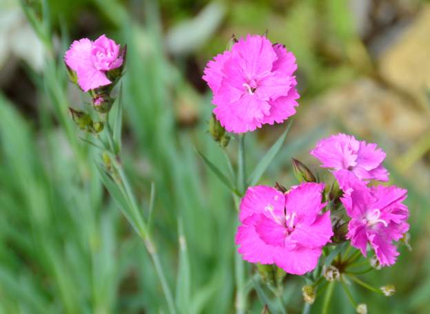 gratianopolitanus 'FireWitch' C'est l'oeillet de Grenoble.