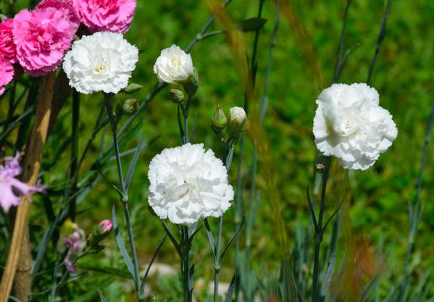 mignardise 'Devon Dove'