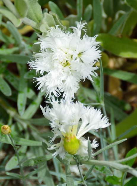 mignardise 'Mrs Sinkins' Il fait partie des mignardise 
