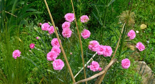 mignardise 'Valda Wyatt' Il fait partie des mignardise modernes.