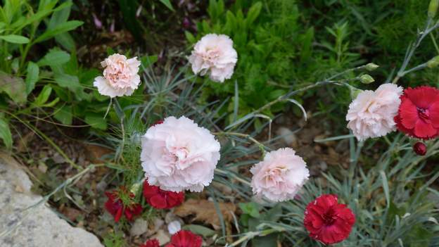 mignardise 'Whitecomb Fair' 2018 05 28